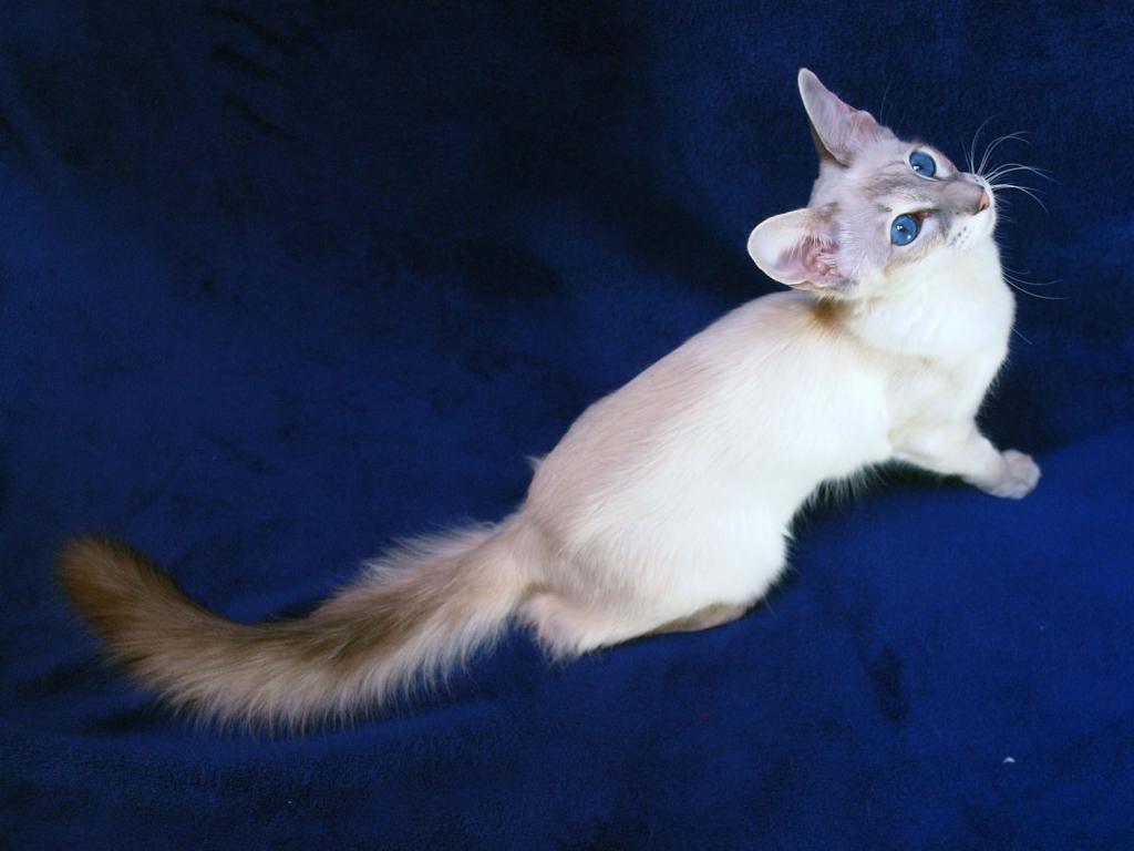 beautiful, rare color of a balinese cat