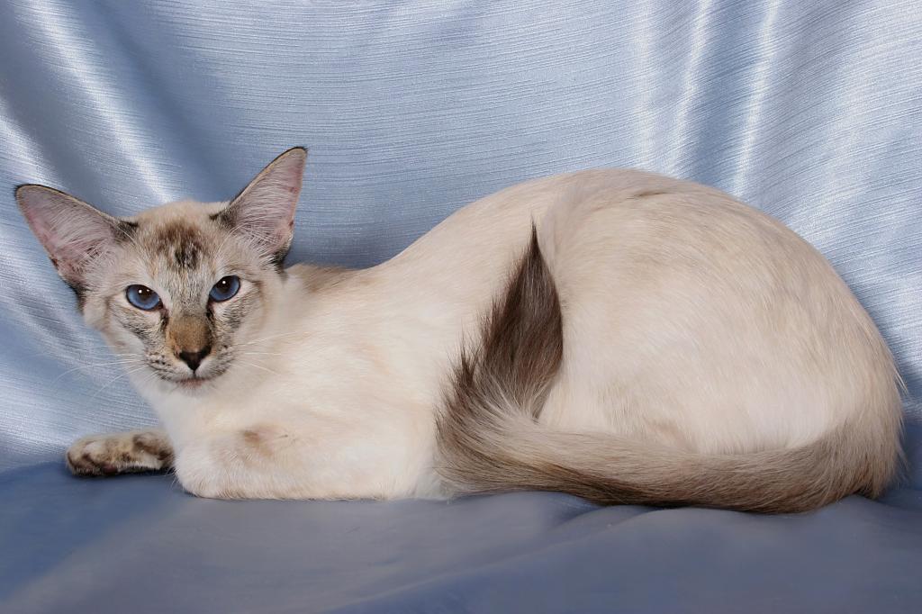 cream color of a balinese cat