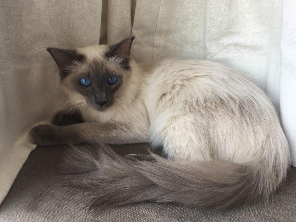 beautiful balinese cat