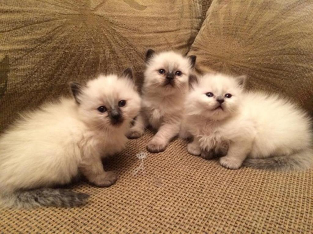 balinese kittens