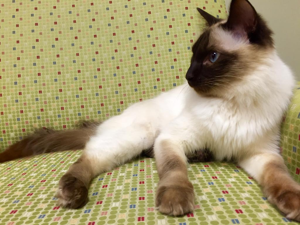 Balinese cat breed photo