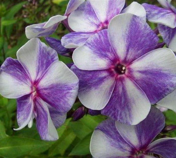 phlox gzhel description reviews