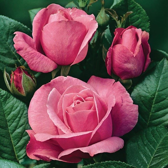 Чайно-гибридная роза Сабина