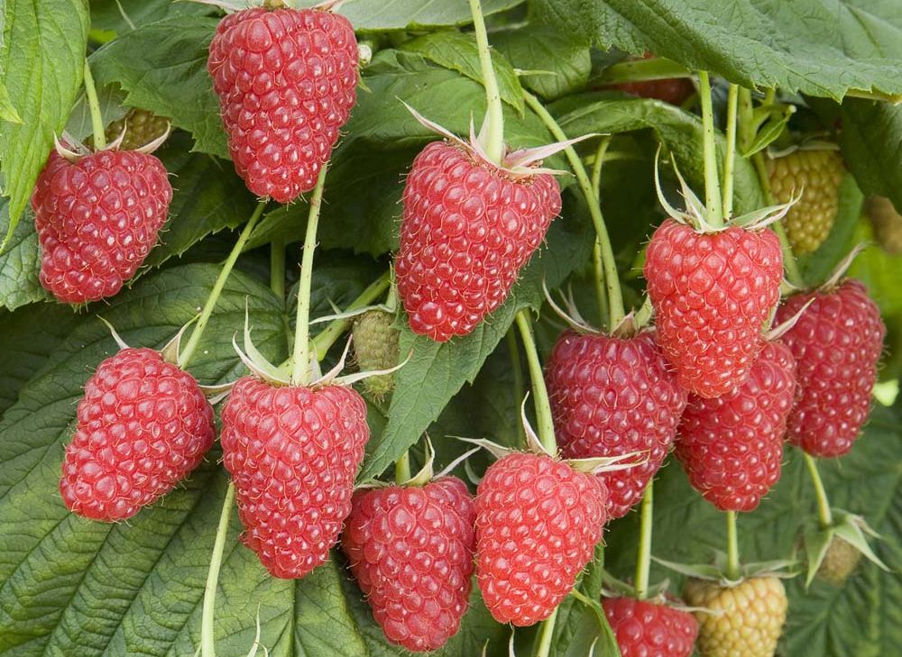 Raspberry varieties "Patricia"