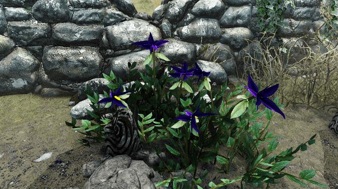 Nightshade in Skyrim