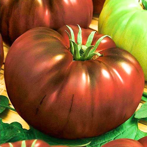 tomato black baron growing in a greenhouse