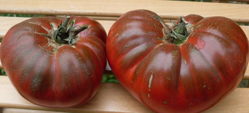 tomato black baron yield