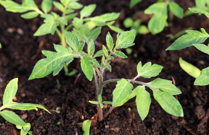 black baron tomato care rules