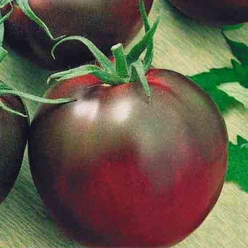 tomato black baron characteristic