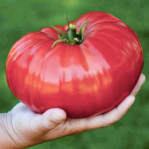 томат сибирский гигант