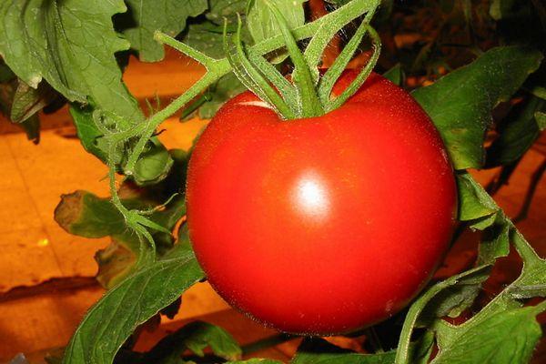 samara tomatoes reviews