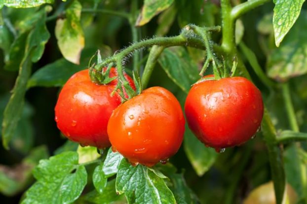 tomato samara characteristic