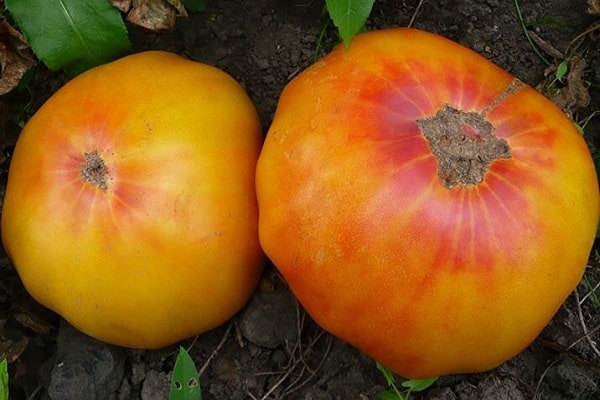 томат ананас характеристики