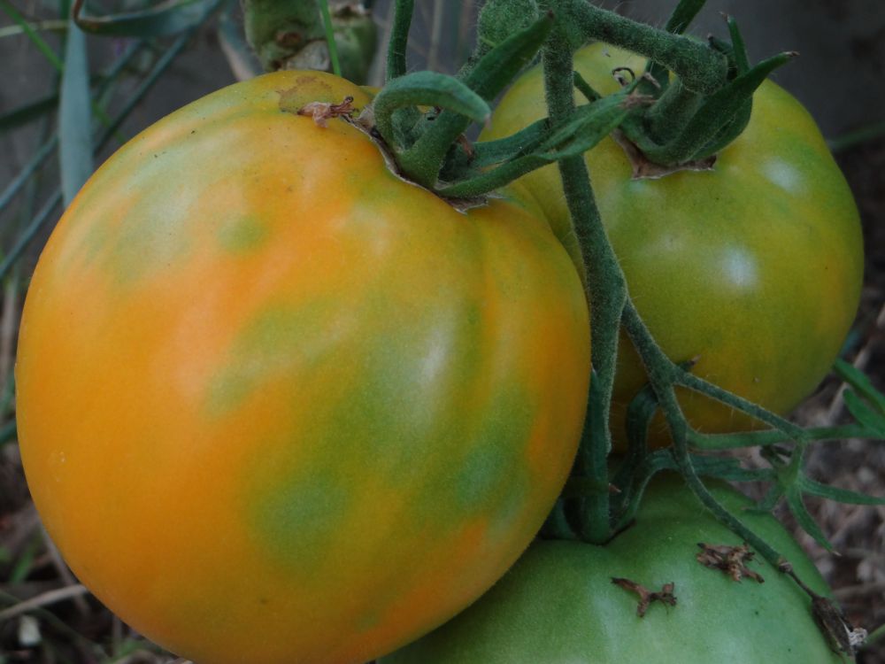 tomato ilya muromets characteristic