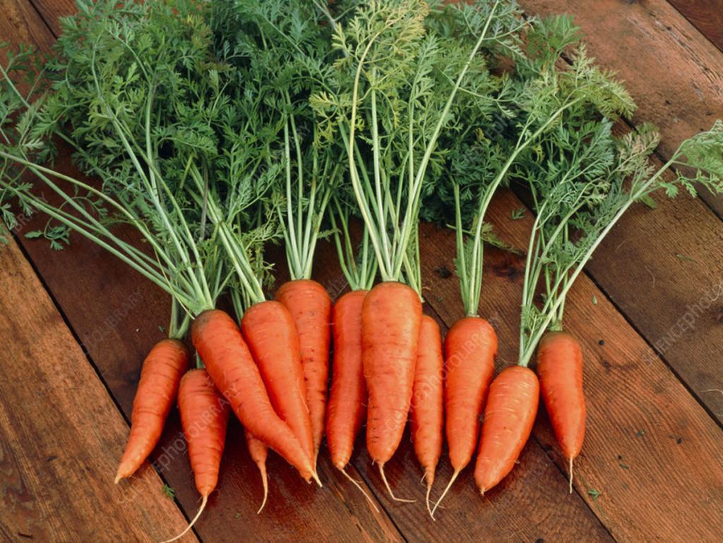 Большое количество моркови. Морковь красивое фото. Морковь Купар.