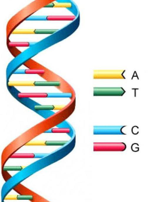 human genome decryption