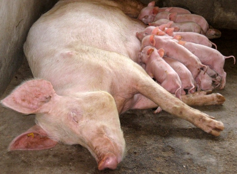 свиноводство в домашних условиях размножение