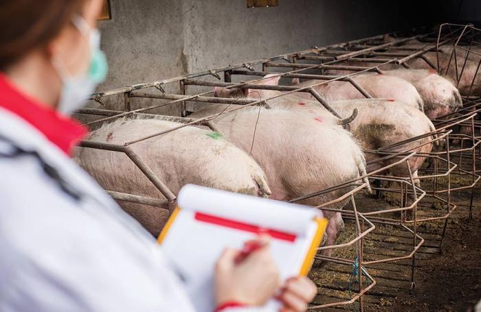 свиноводство в домашних условиях болезни свиней