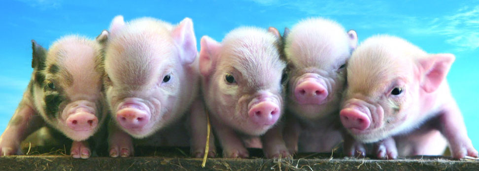 рентабельность свиноводства в домашних условиях