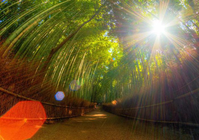 bamboo dishes