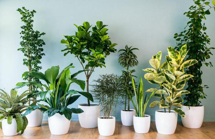 Разновидности комнатных растений