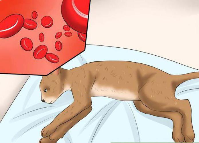 Лейкоз крови у кошек