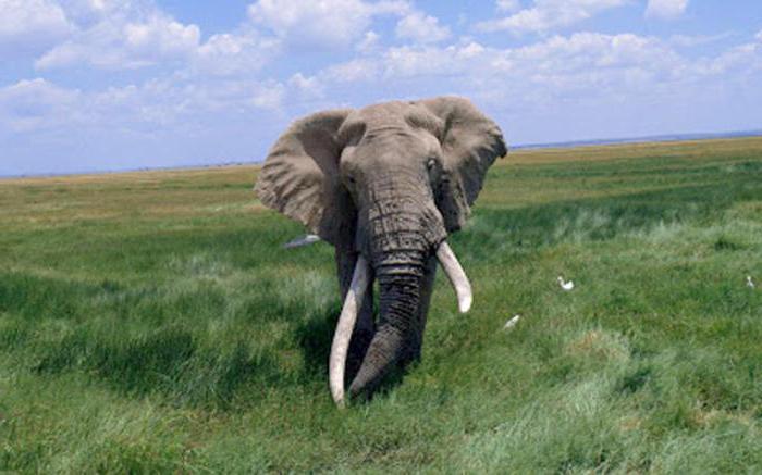 бивни африканского слона