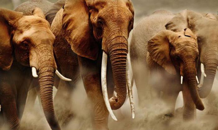 длина бивня африканского слона 3 м