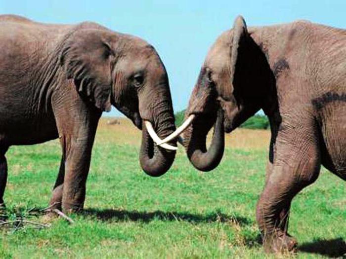 зачем слону бивни