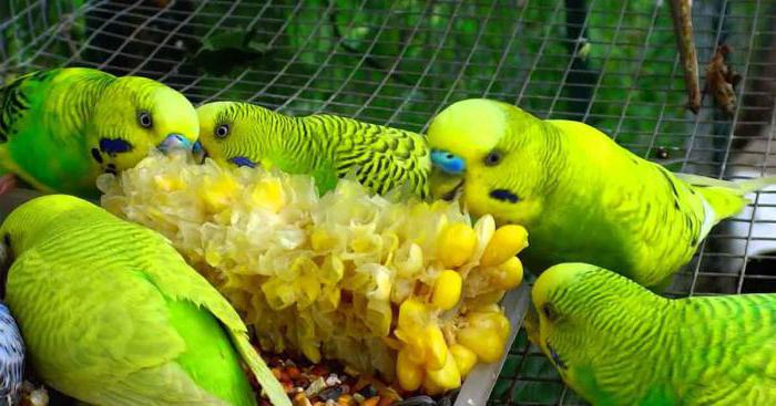 budgerigar food