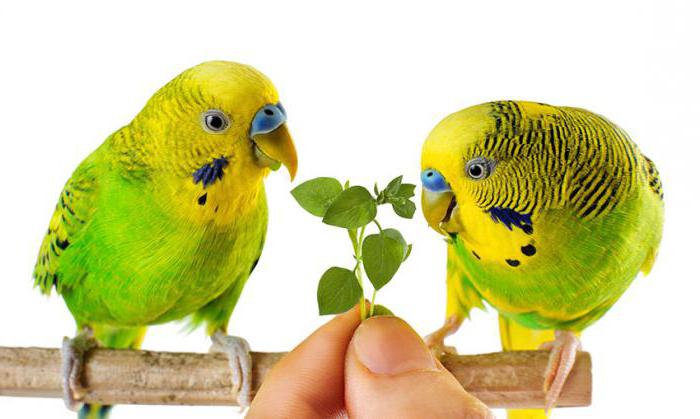 budgerigar food care