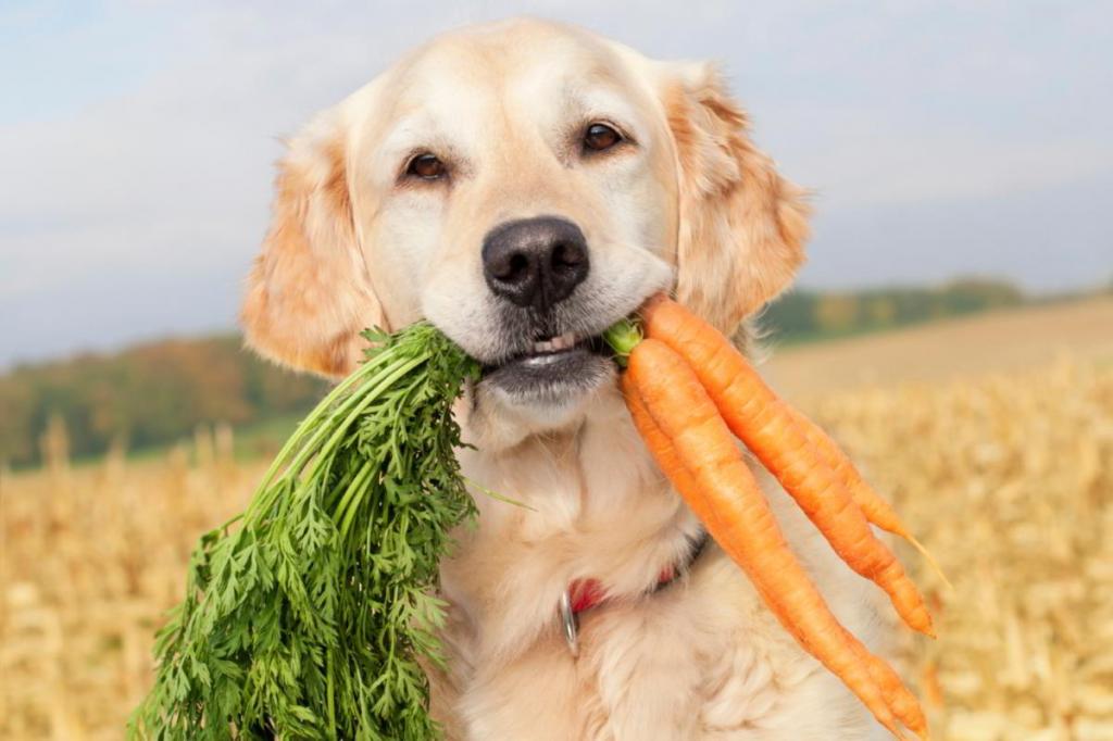 natural food for dogs