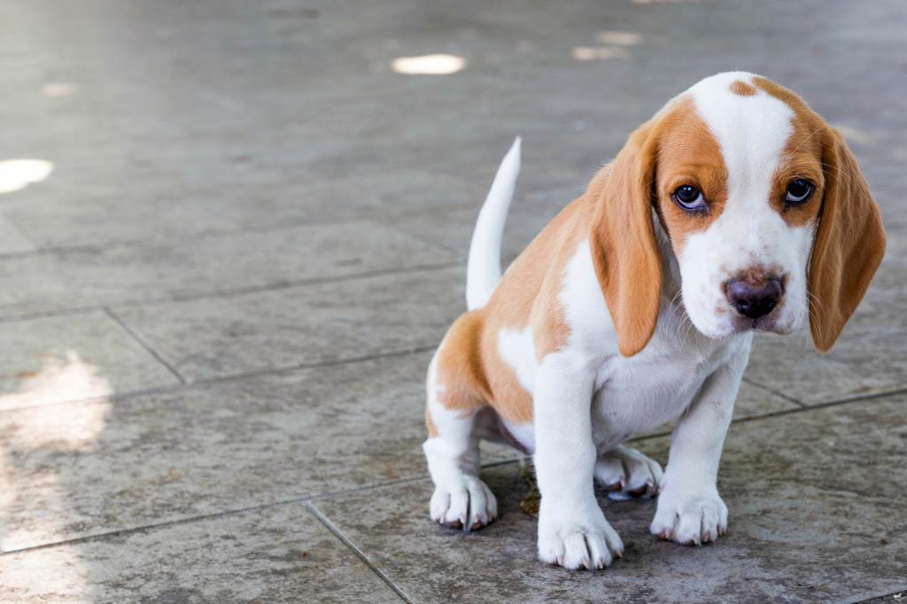 Do I need to salt food for dogs when cooking