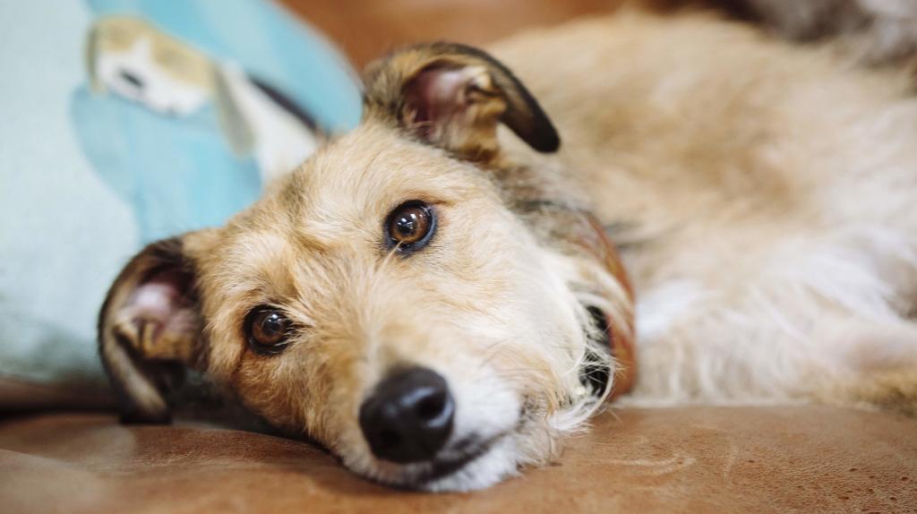 Нужны ли собаки. Собака и соль. Sick Dog. Солевая собака.