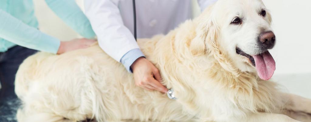 dog at the vet