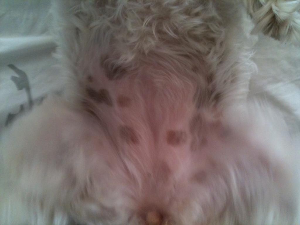 black spots on the dog’s stomach