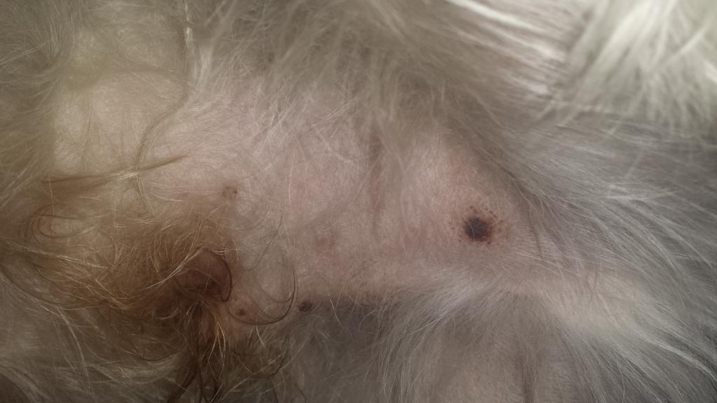 black spots on the dog’s stomach