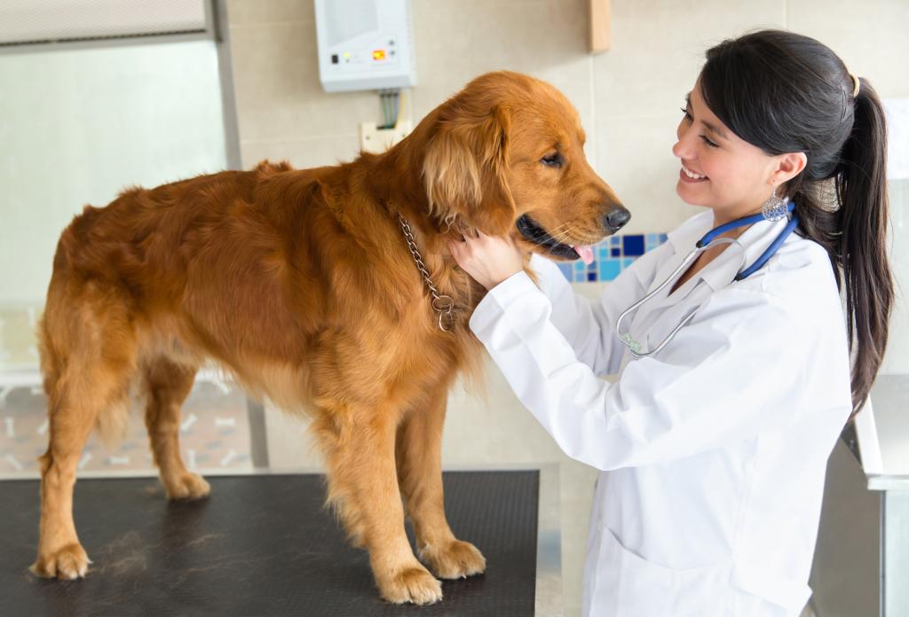 dog at the vet's appointment