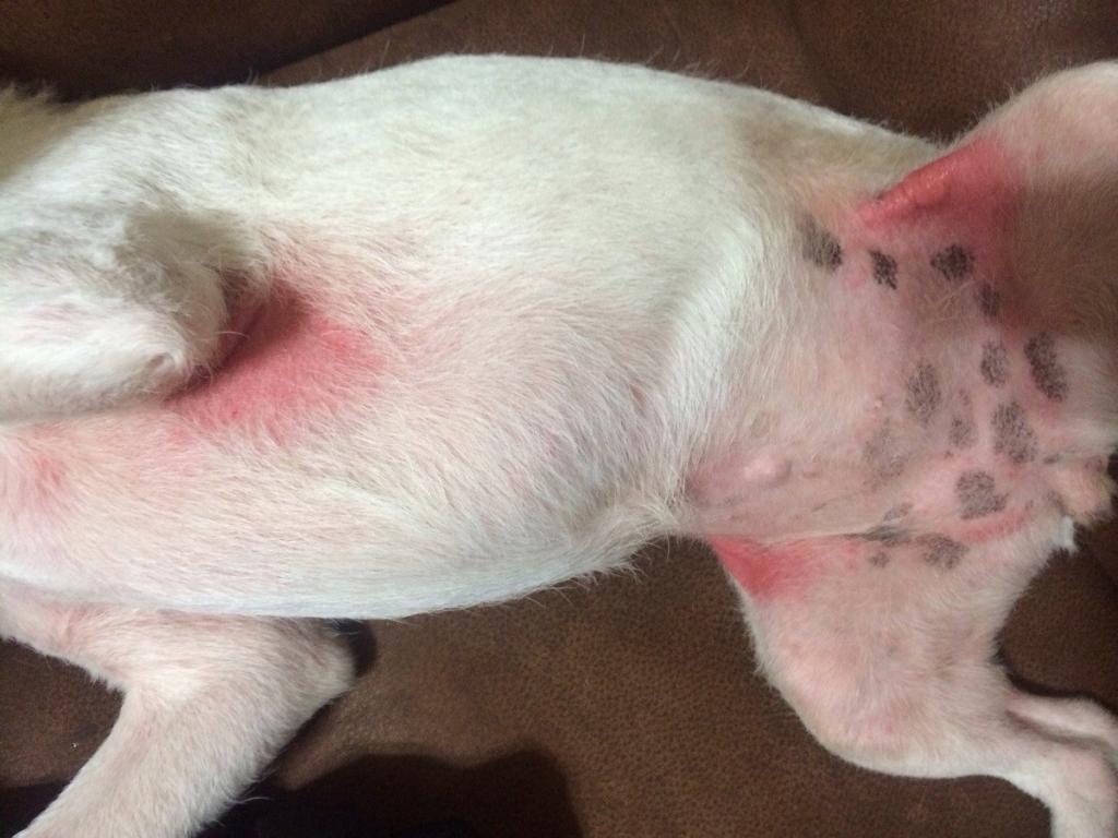 redness on the skin on the dog’s stomach