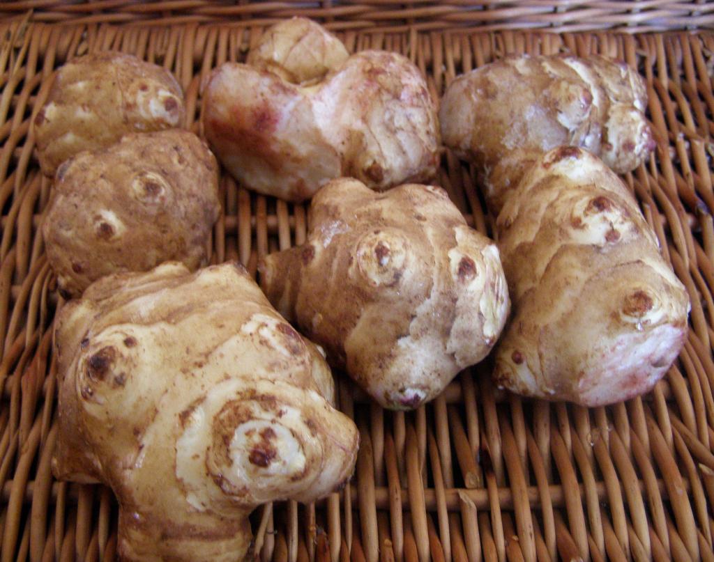 Jerusalem artichoke root vegetables