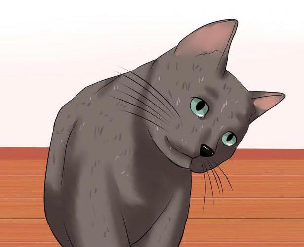 инсульт у кошки лечение и симптомы
