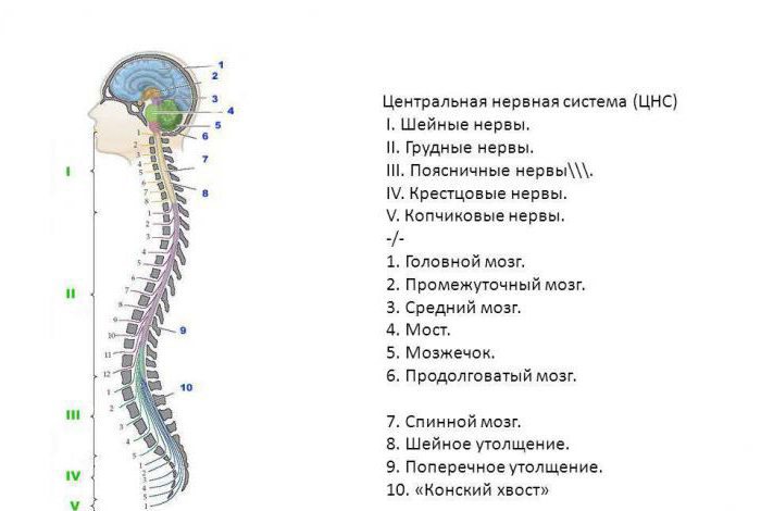  заболевания центральной и периферической нервной системы 