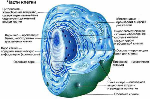 Пользуясь рисунком представленным ниже а также используя знания из курса биологии какие клетки имеют