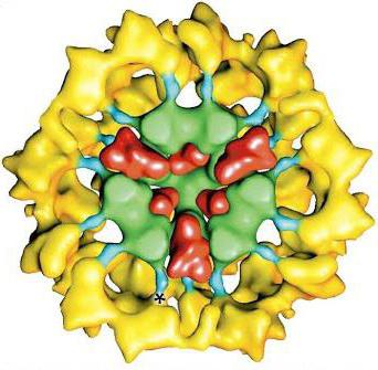 pyruvate dehydrogenase complex