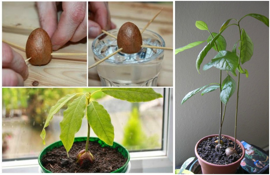 Как прорастить авокадо из косточки в домашних в воде фото пошагово
