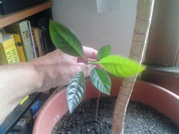 авокадо вырастить дома из косточки