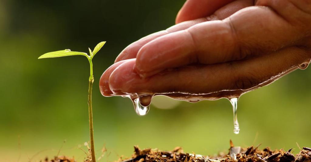 new ways of growing cucumbers in a barrel