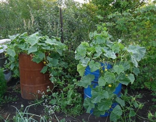 cucumbers in barrels growing where to put the barrel