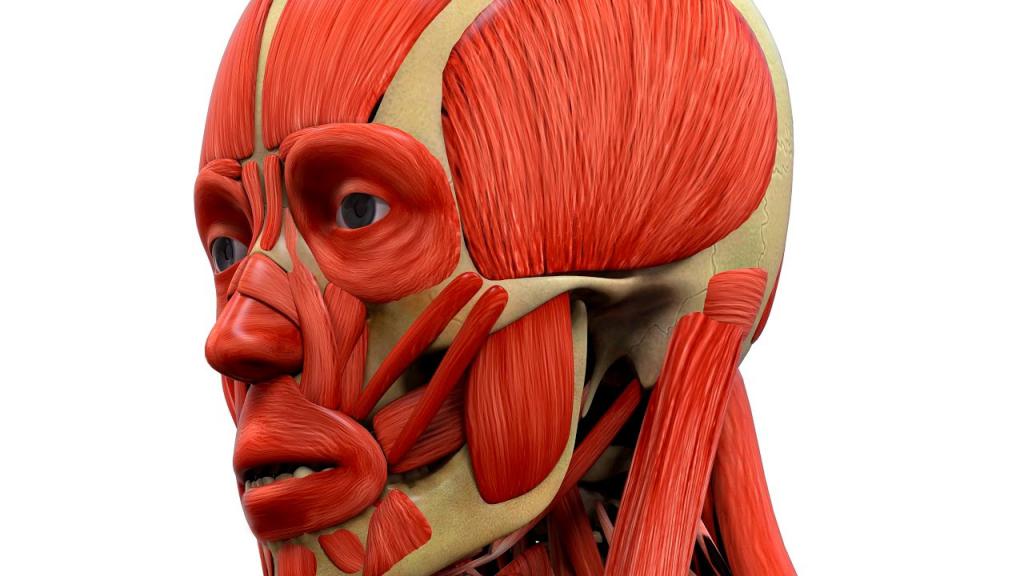 мышцы шеи человека