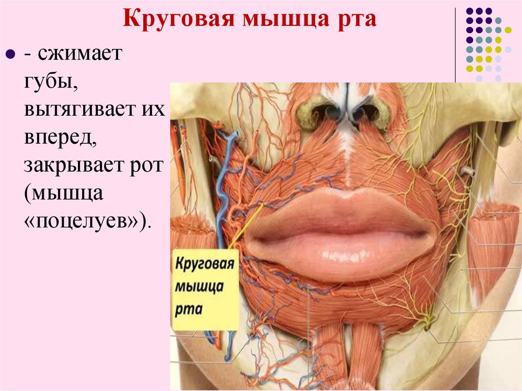 мышцы анатомия картинки